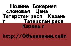Нолина (Бокарнея) слоновая › Цена ­ 280 - Татарстан респ., Казань г.  »    . Татарстан респ.,Казань г.